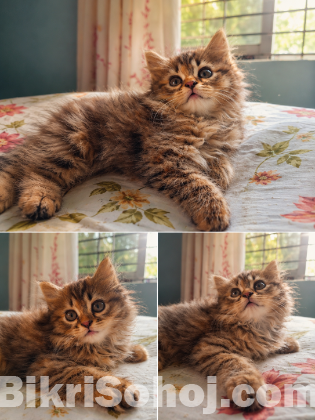 Persian Cat